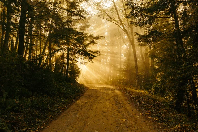 Peaceful path through nature